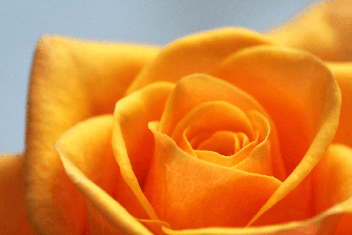 tcc-heart-of-gold tcc-heart-of-gold